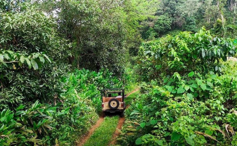 Janiro Tea Trees Villas Vythiri Luaran gambar