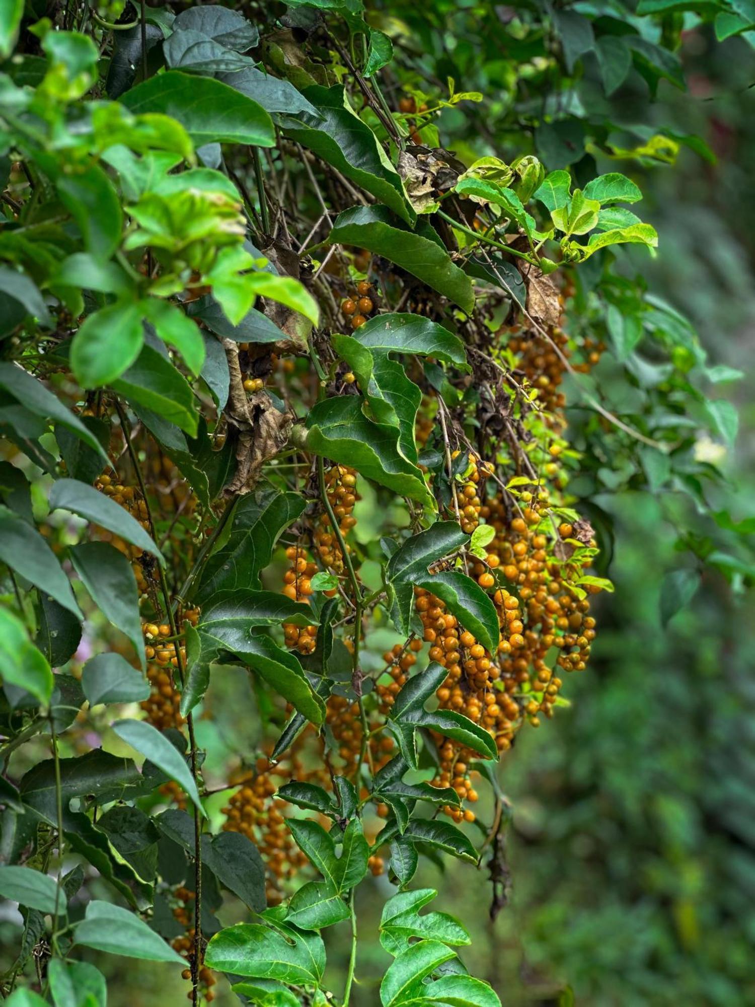 Janiro Tea Trees Villas Vythiri Luaran gambar