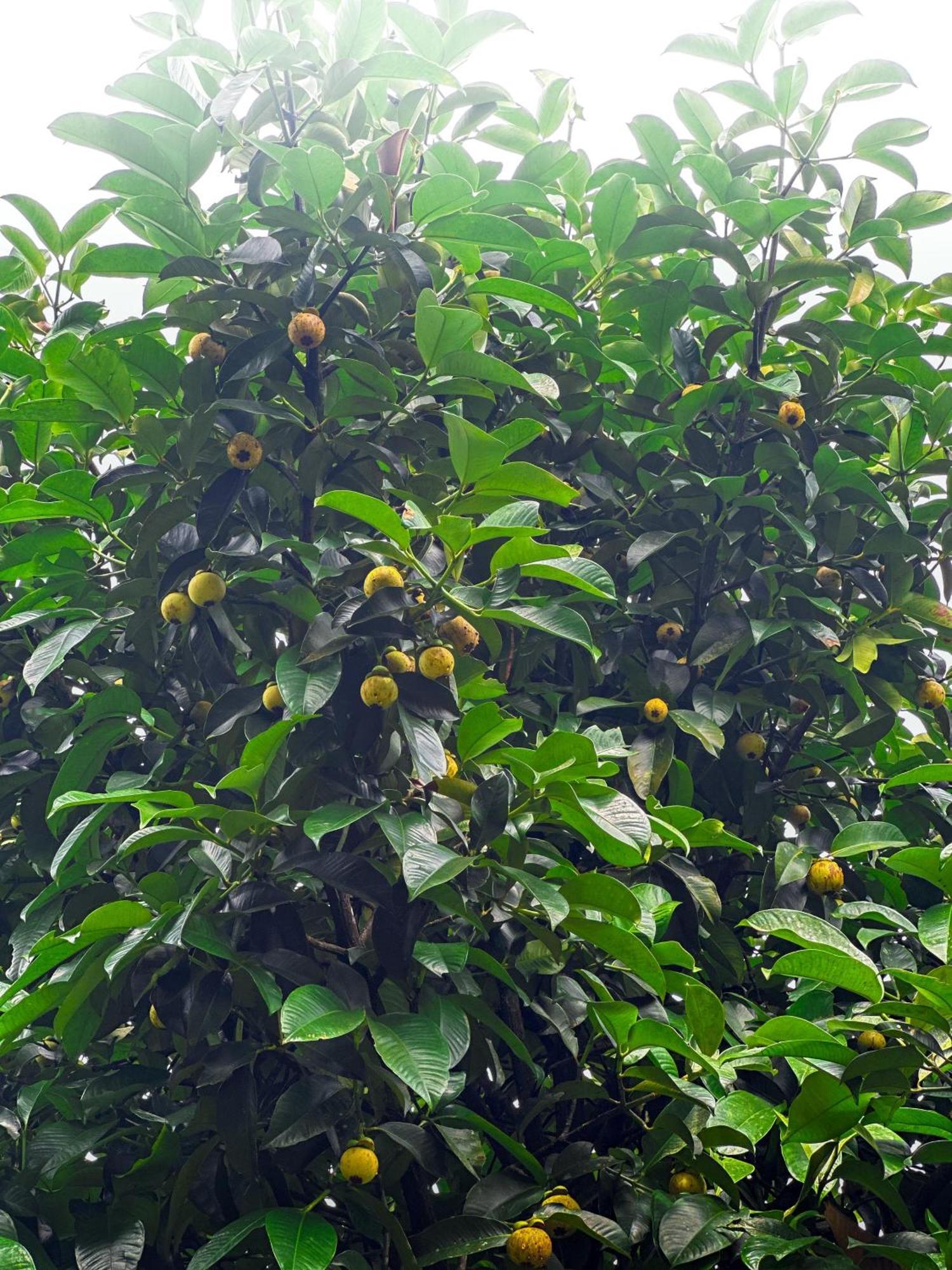 Janiro Tea Trees Villas Vythiri Luaran gambar