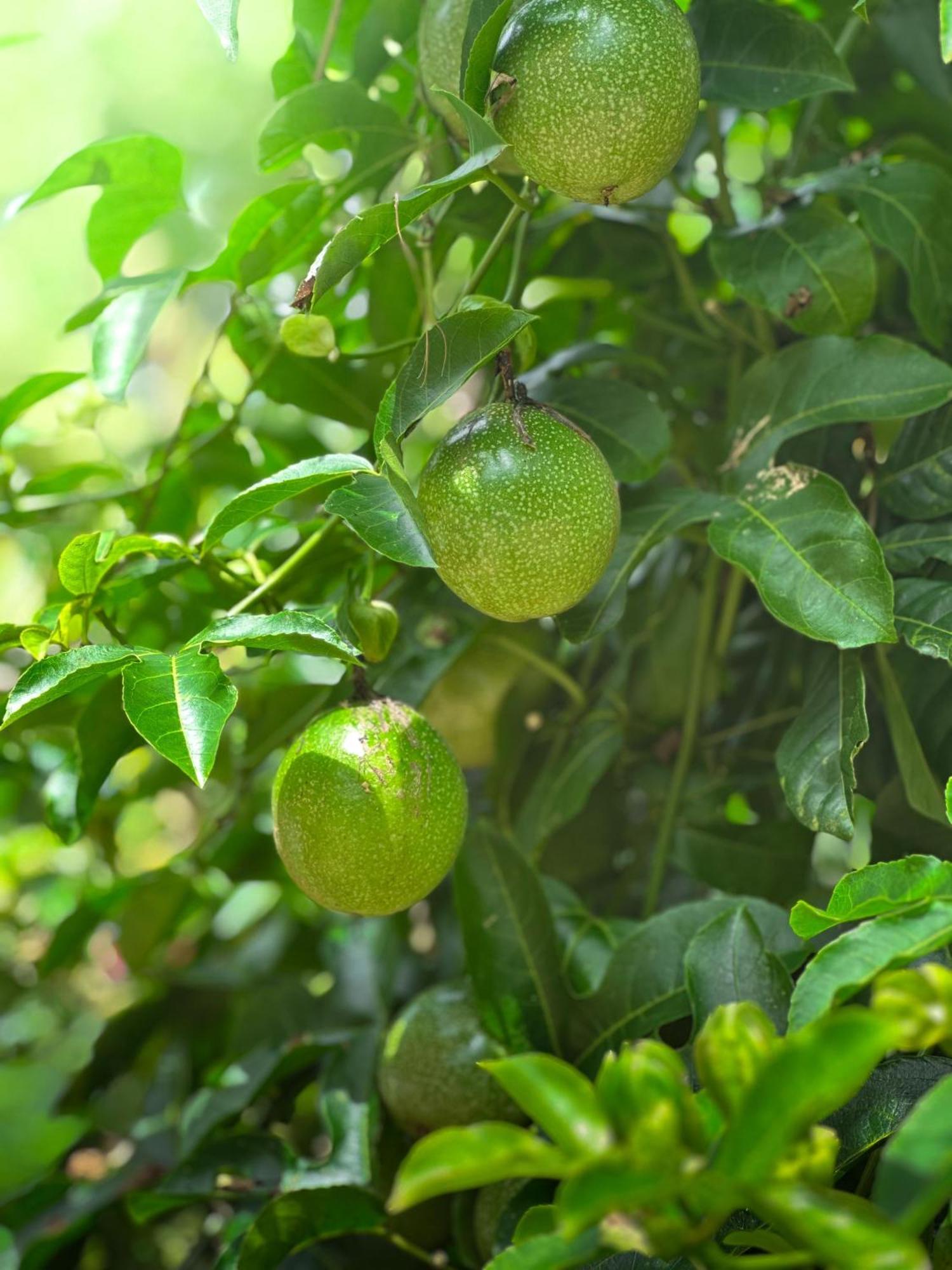 Janiro Tea Trees Villas Vythiri Luaran gambar